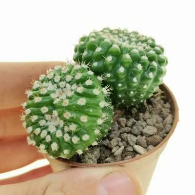 Parodia crassigibba inermis dicotomica — CAP-C0955