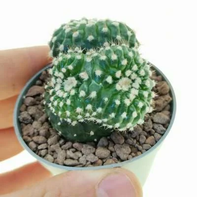 Parodia crassigibba inermis prolifera crested — CAP-C0956