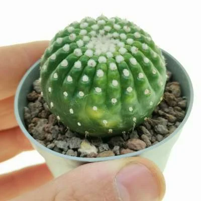 Parodia crassigibba inermis variegated — CAP-C0957