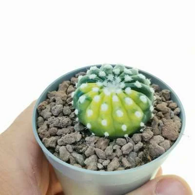Parodia crassigibba variegated — CAP-C0958