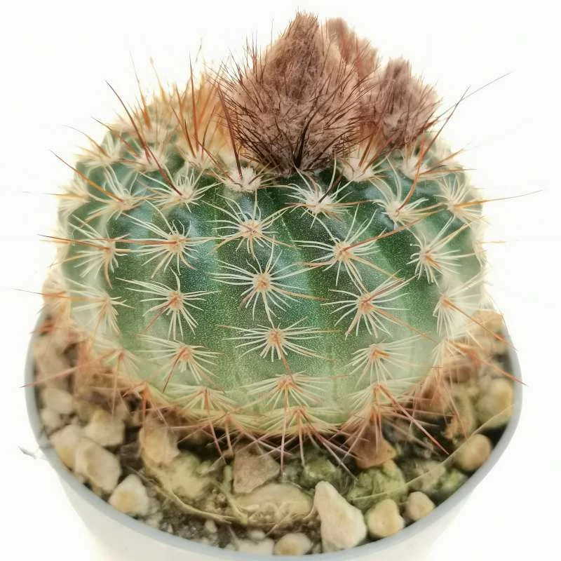 Parodia erubescens — CAP-C0959