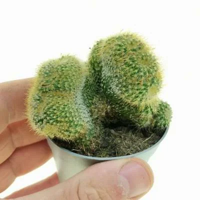 Parodia lenninghausii crested — CAP-C0961