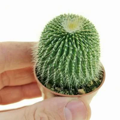 Parodia lenninghausii subinermis — CAP-C0963