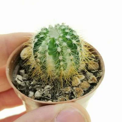 Parodia magnifica variegated — CAP-C0964