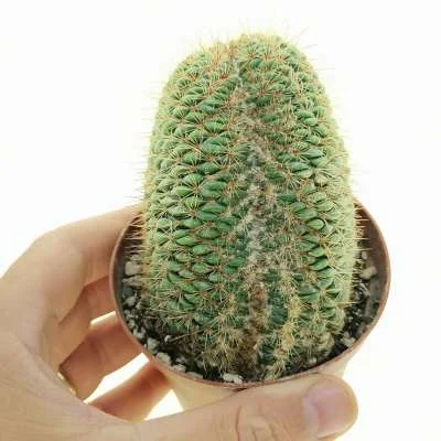 Parodia mammulosa crested — CAP-C0965
