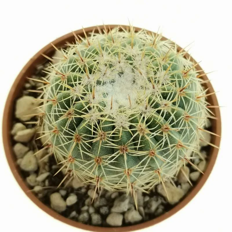 Parodia mueller-melchersii — CAP-C0966