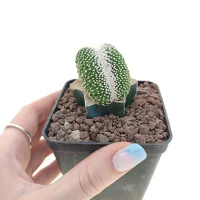 Parodia scopa Inermis crested — CAP-C0967