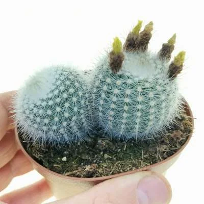 Parodia scopa Nursery form albispinus — CAP-C0968