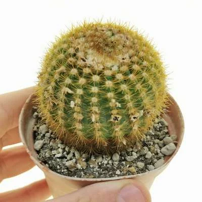 Parodia scopa subsp. succinea Nursery form aureispinum — CAP-C0969