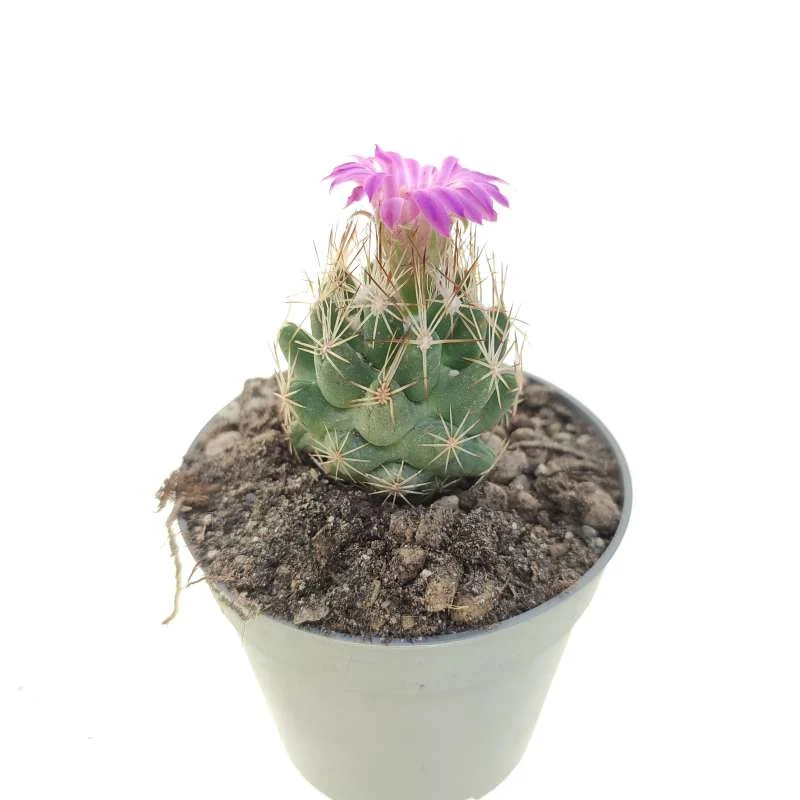 Pelecyphora hesteri — CAP-C0972