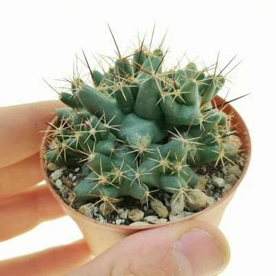 Pelecyphora macromeris subsp. runyonii — CAP-C0975