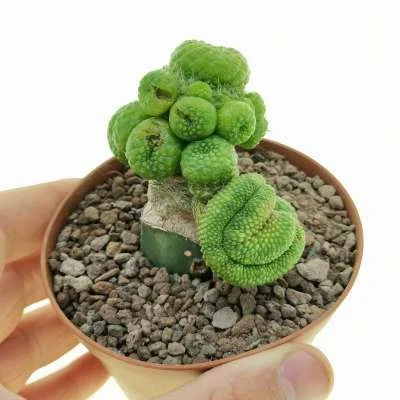 Rebutia minuscula crested inermis — CAP-C0978