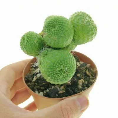 Rebutia minuscula inermis — CAP-C0979
