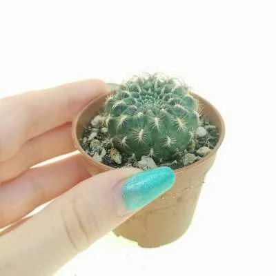 Rebutia steinbachii Nursery form brevispina — CAP-C0981