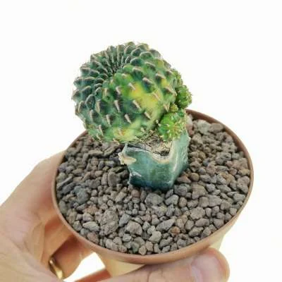 Rebutia steinbachii variegated — CAP-C0982