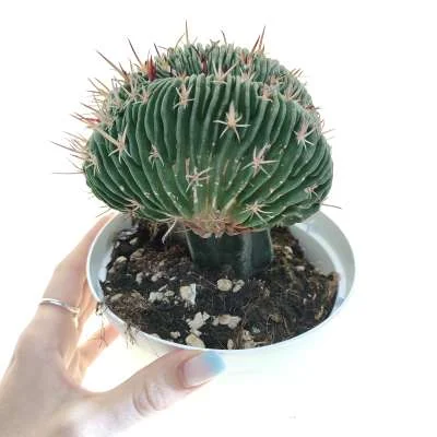 Stenocactus anfractuosus crested — CAP-C0984