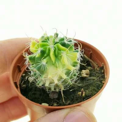 Stenocactus lamellosus variegated — CAP-C0987