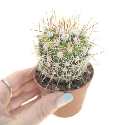 Stenocactus sulphureus variegated — CAP-C0990