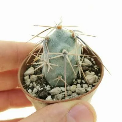 Tephrocactus aoracanthus — CAP-C0993