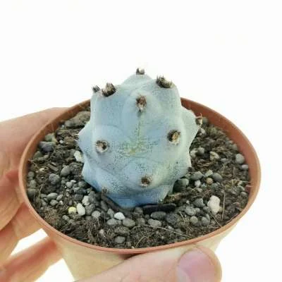Tephrocactus articulatus — CAP-C0994