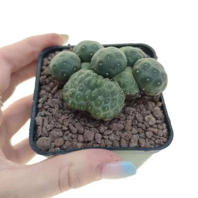 Tephrocactus bonnieae crested inermis — CAP-C0995