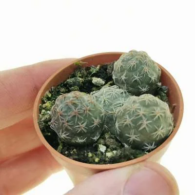 Tephrocactus bonnieae — CAP-C0996