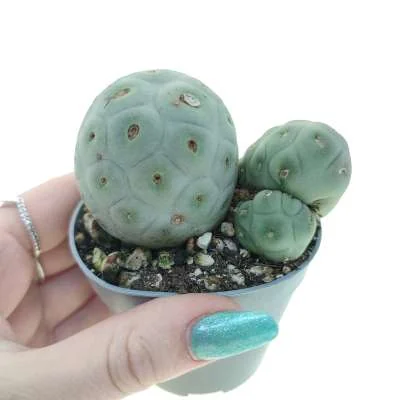 Tephrocactus geometricus monstrose — CAP-C0998