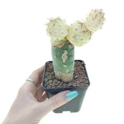 Tephrocactus geometricus variegated — CAP-C1000