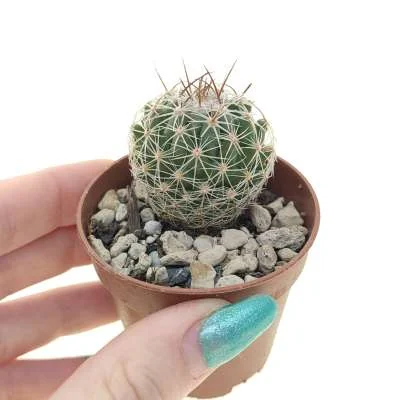 Thelocactus (hybrid) saussieri hybrid — CAP-C1001