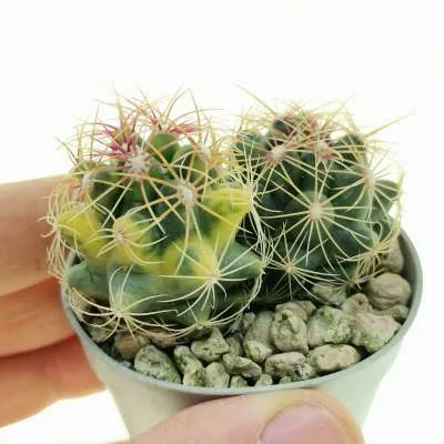 Thelocactus bicolor variegated — CAP-C1002