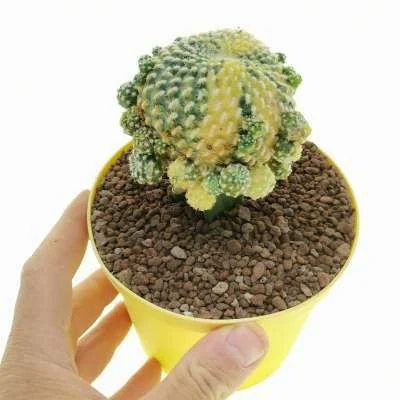 Weingartia arenacea variegated — CAP-C1006