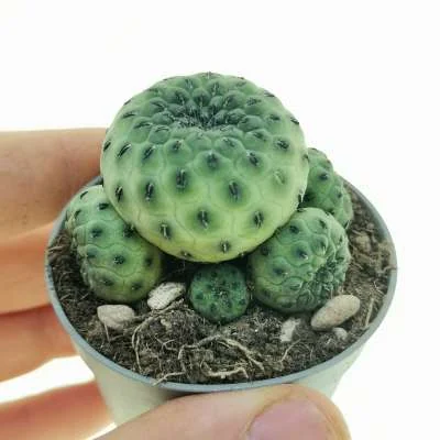 Weingartia canigueralii Apple Green — CAP-C1007