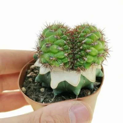 Weingartia mentosa crested — CAP-C1010