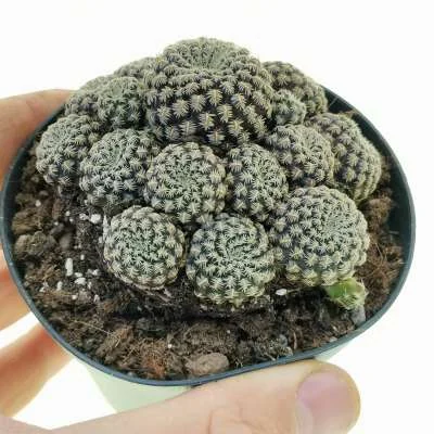Weingartia mentosa pectinifera — CAP-C1011