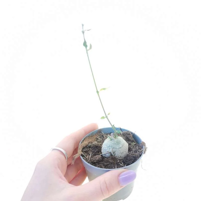 Fockea edulis — CAP-K0021