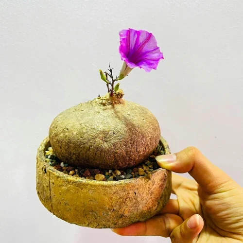 Ipomoea holubii — CAP-K0022