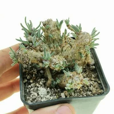 Mesembryanthemum resurgens — CAP-K0026