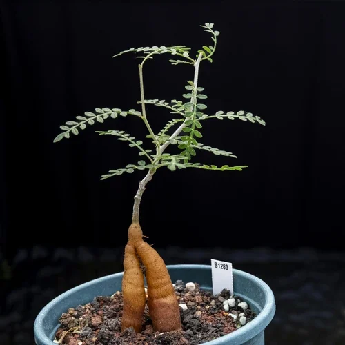 Operculicarya hirsutissima — CAP-K0029