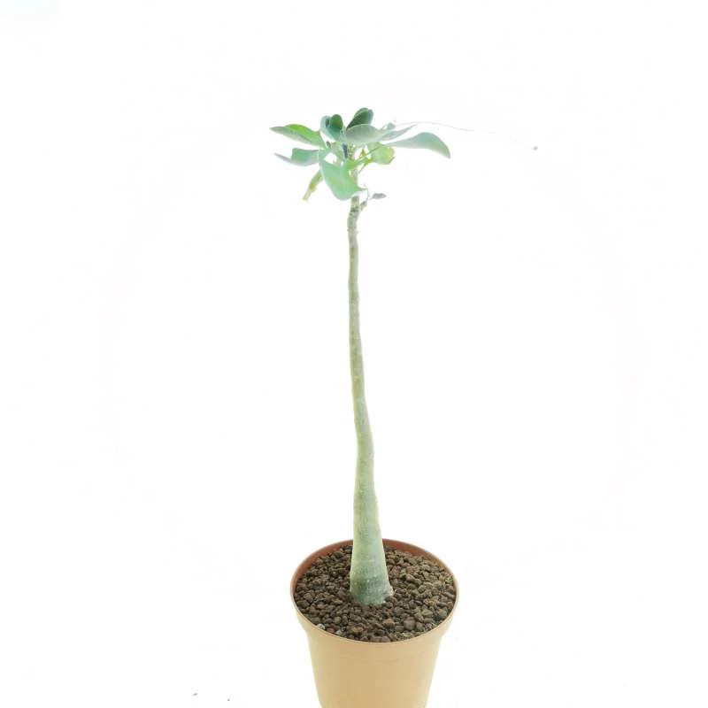 Othonna triplinervia — CAP-K0037