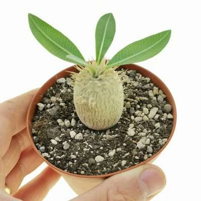 Pachypodium eburneum — CAP-K0041