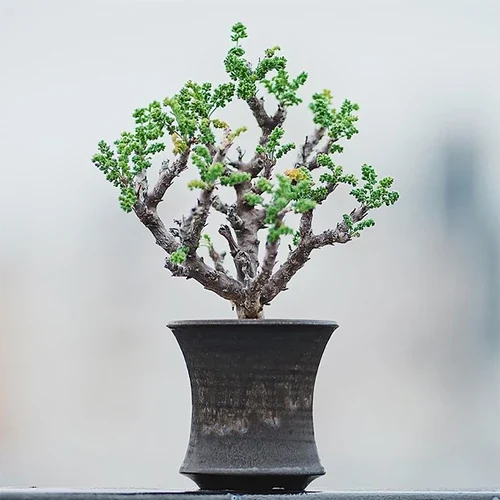 Pelargonium alternans — CAP-K0048