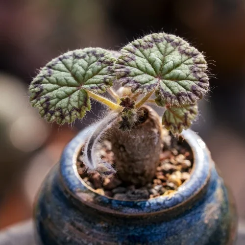 Pelargonium barklyi — CAP-K0049