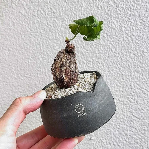 Pelargonium lobatum — CAP-K0053