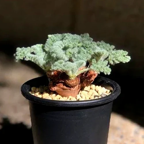 Pelargonium triste — CAP-K0058