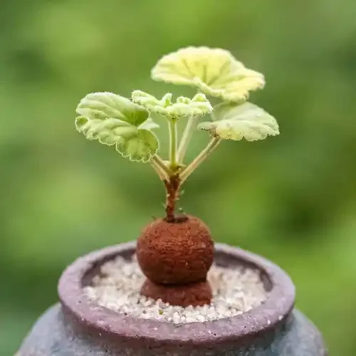 Pelargonium worcesterae — CAP-K0059