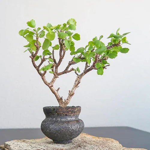 Pelargonium xerophyton — CAP-K0060