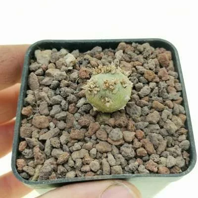 Sarcocaulon peniculinum — CAP-K0067