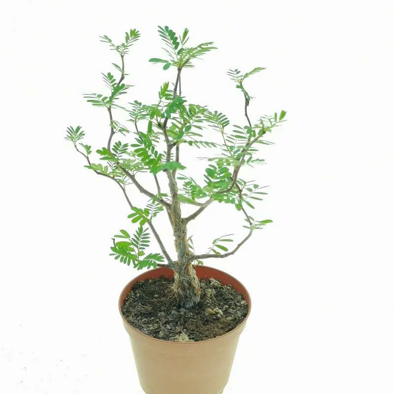 Senna meridionalis — CAP-K0068