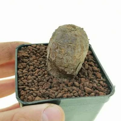 Talinum afrum — CAP-K0074