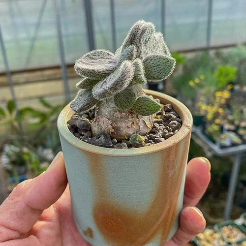 Tylecodon nolteei — CAP-K0078